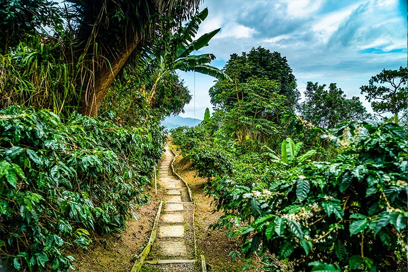 Blue Mountains Coffee Tour